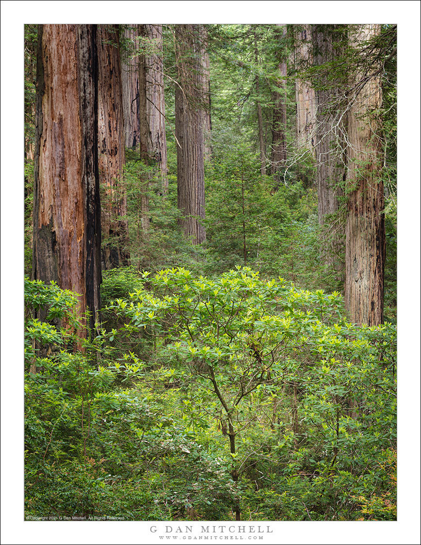 Redwood Understory