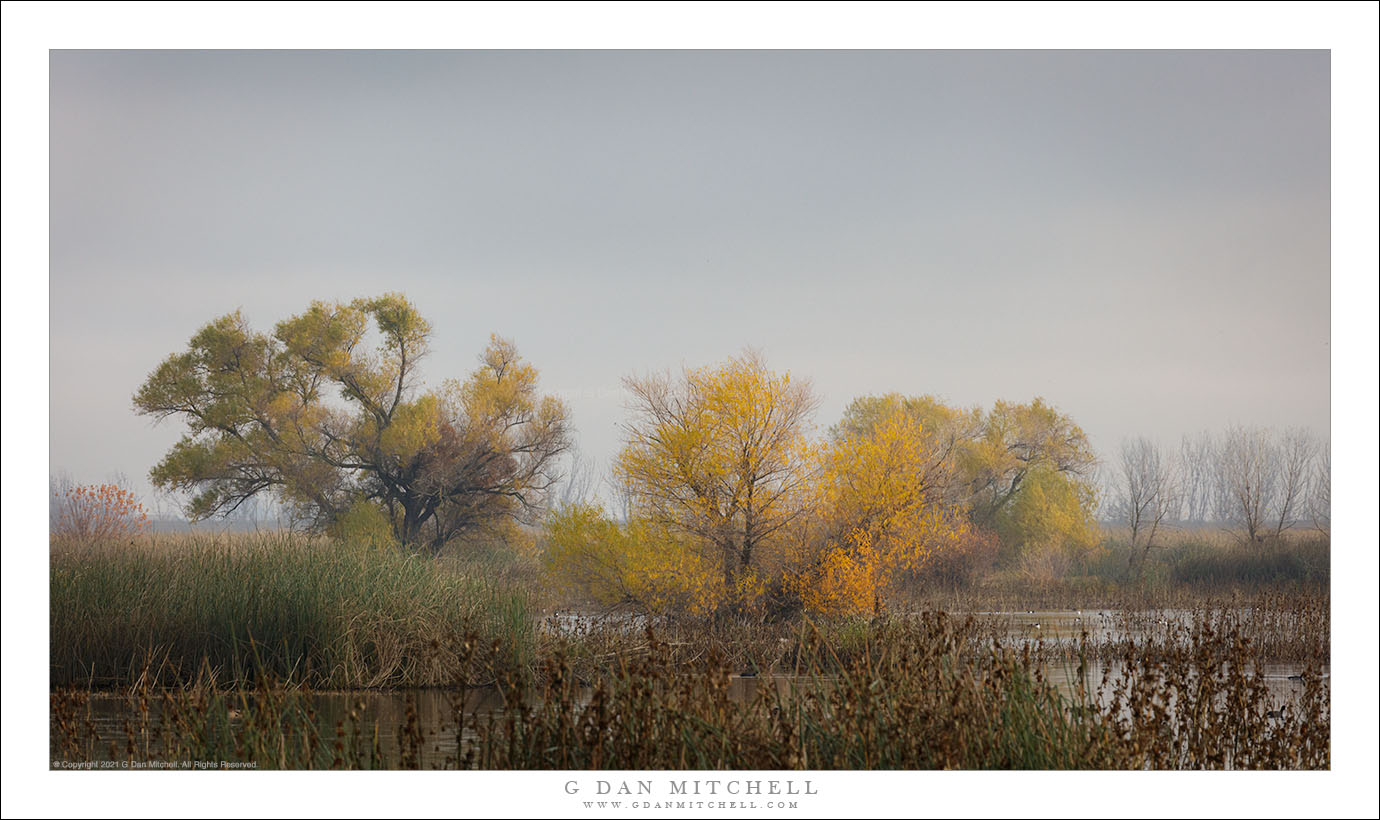 Autumn Wetland Color