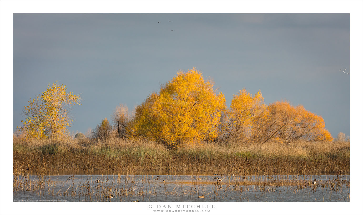 Autumn Wetland Trees