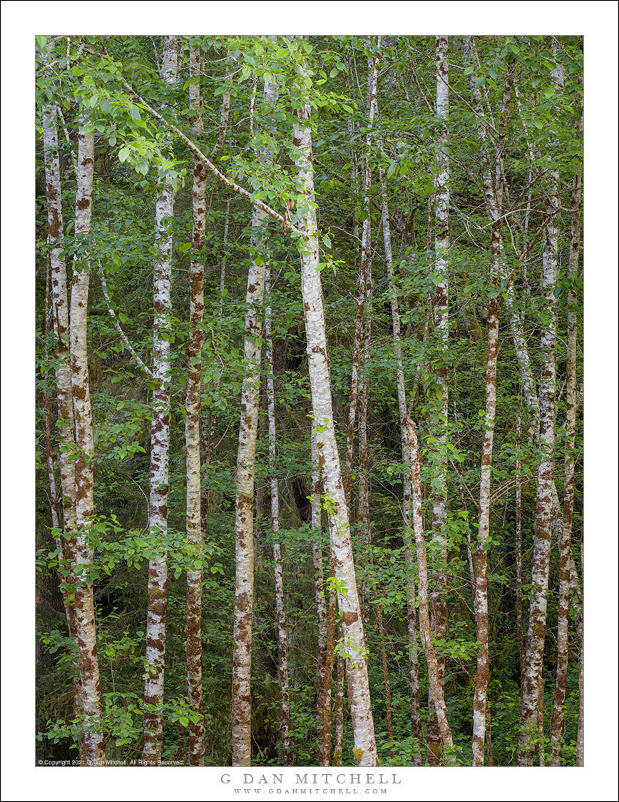 Forest, White Trunks