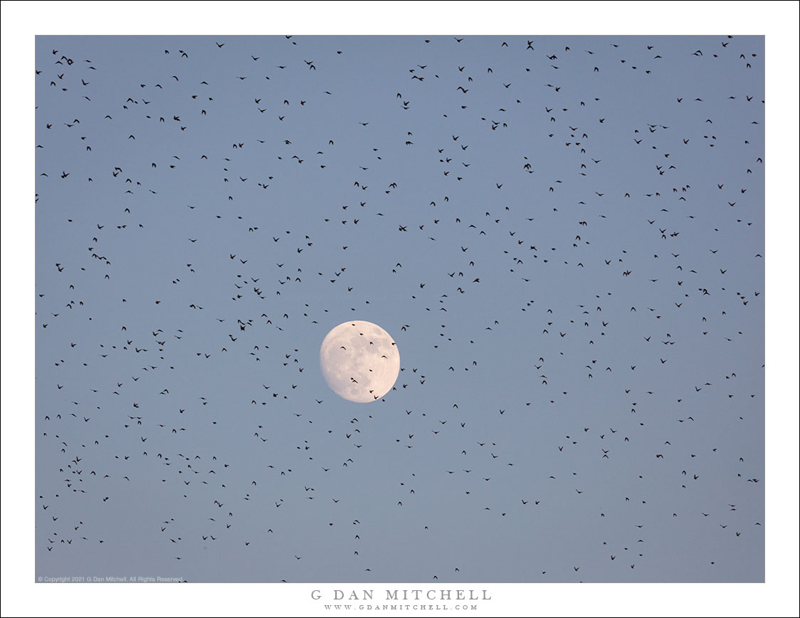 Full Moon, Bird-Filled Sky