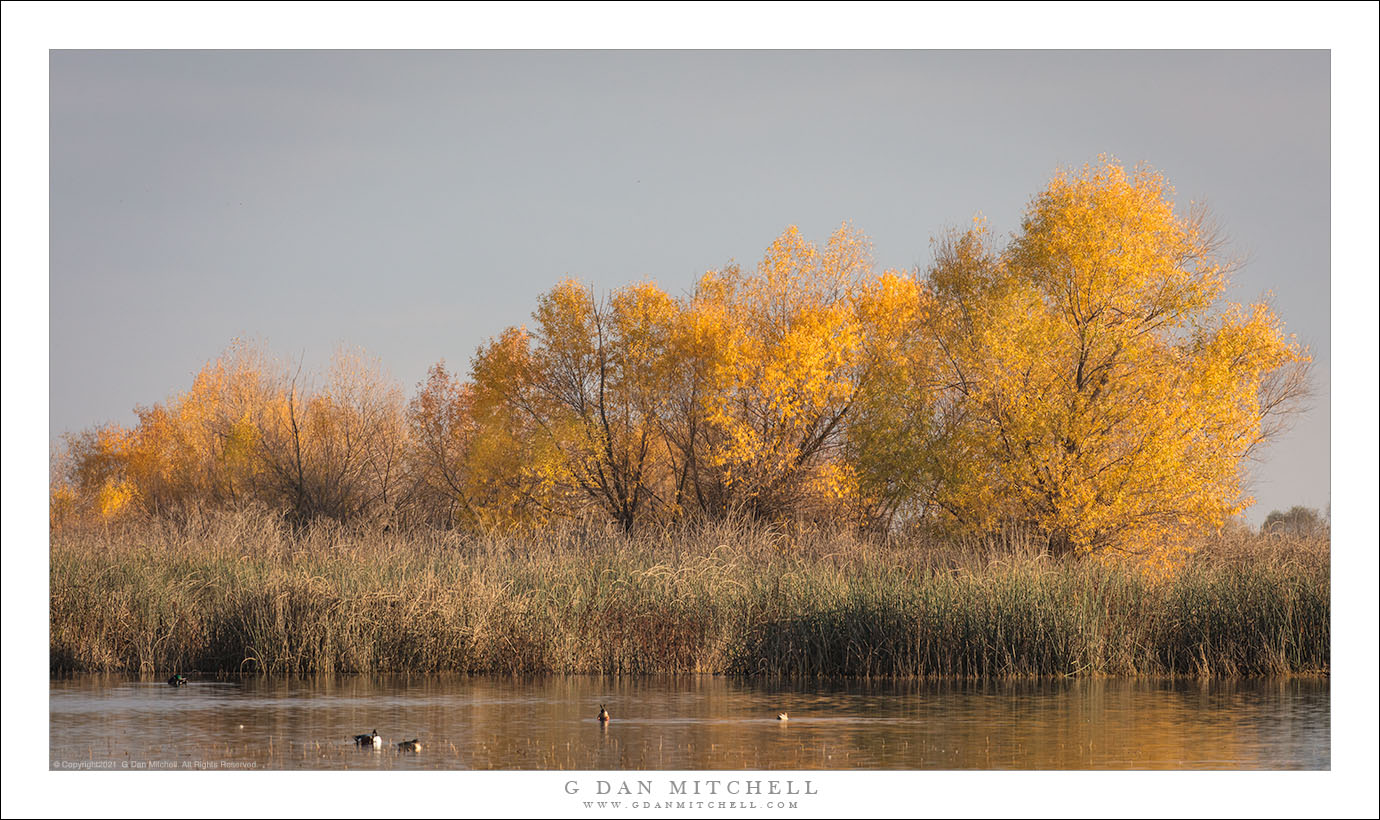 Wetland Trees, Late Autumn