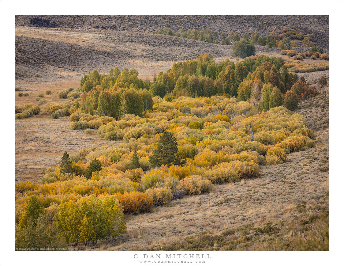 Autumn Brush and Trees, Eastern Sierra