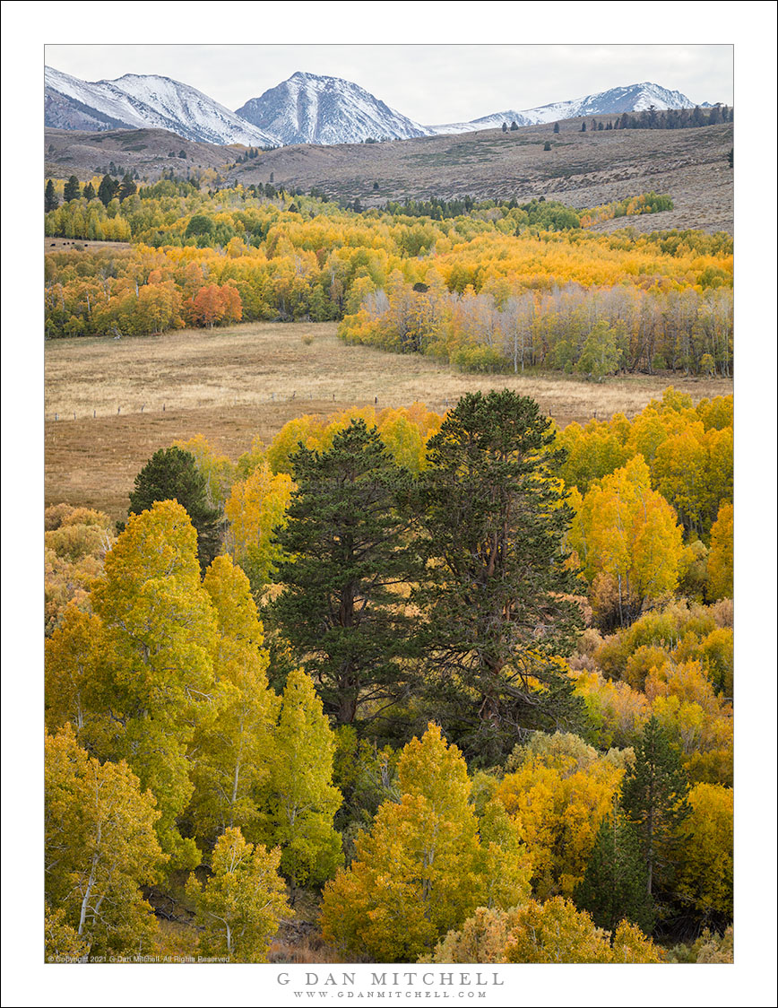 Conifers and Autumn Aspens, Snow-Dusted Peaks