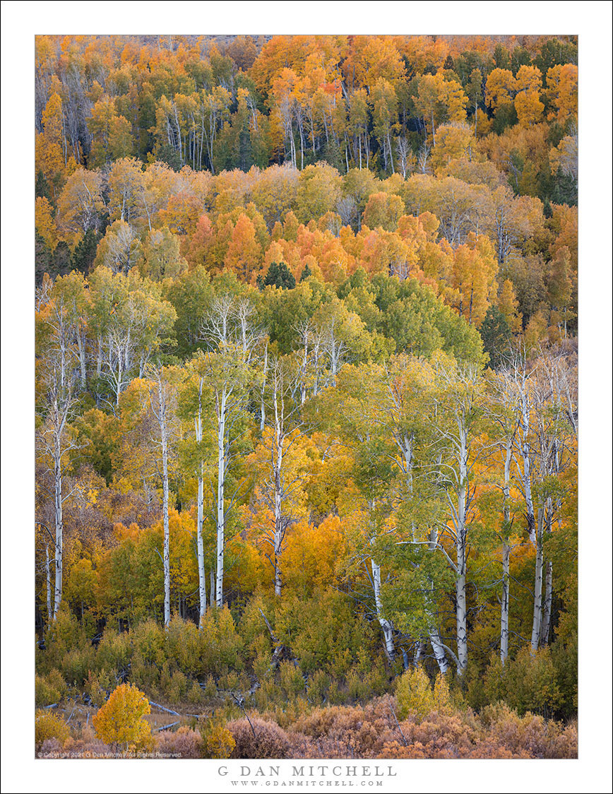 East Slope Aspen Grove