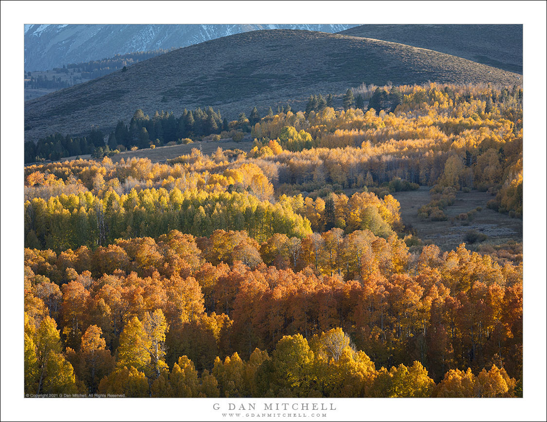 East Slope Aspens, Autumn