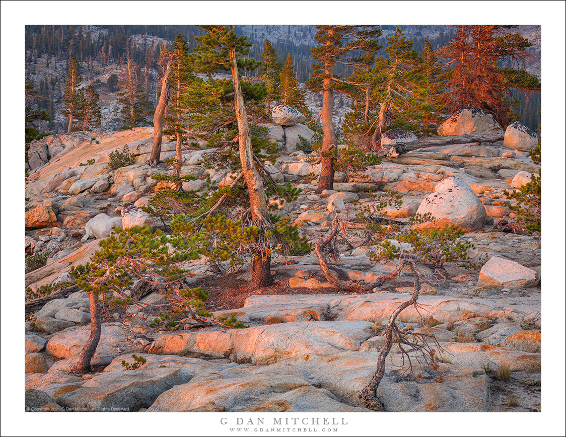 Trees, Rocky Ridge, Sunset