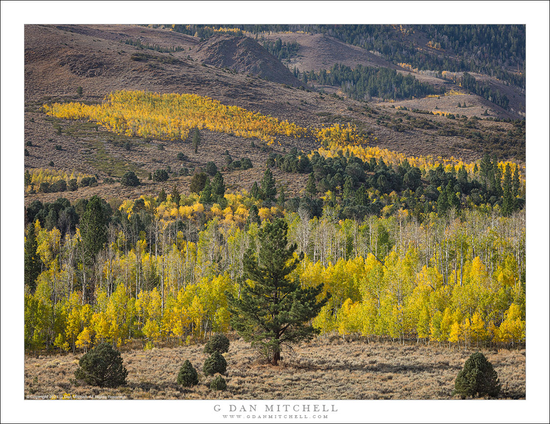 Aspens and Conifers, Autumn