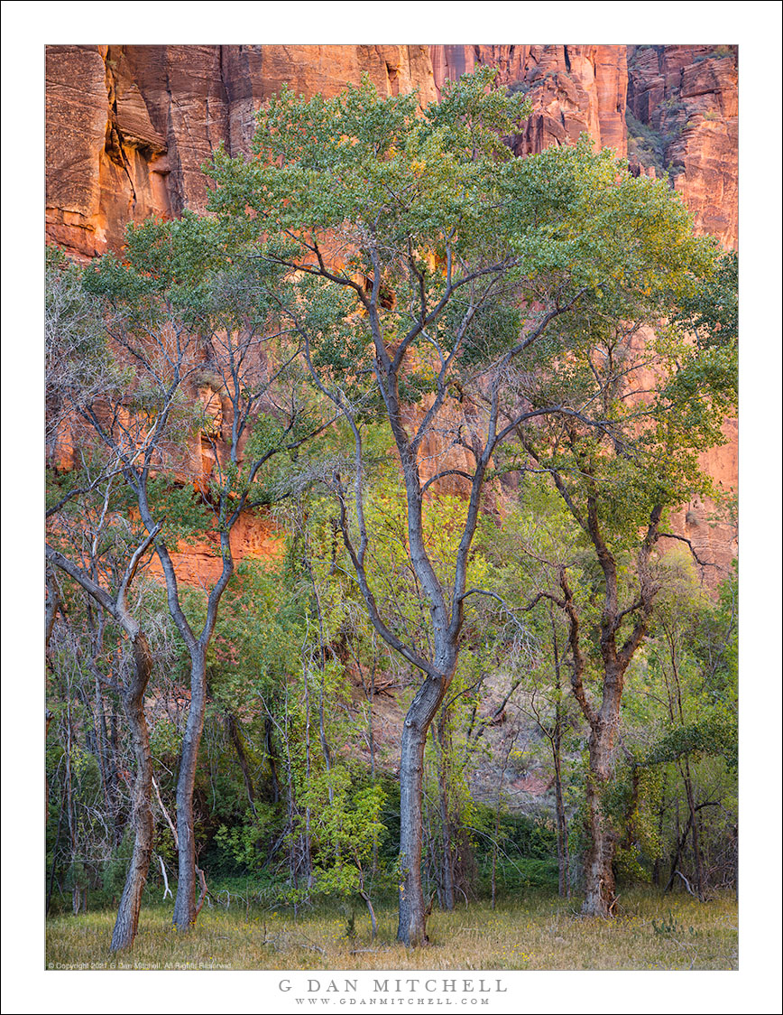 Cottonwood Trees and Red Rock Cliffs