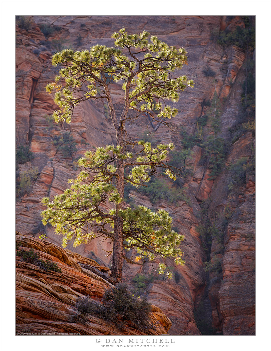 Tree, Red Rock, Morning Light