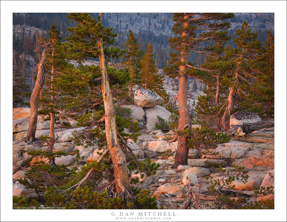 Boulder-Covered Ridge and Trees, Sunset