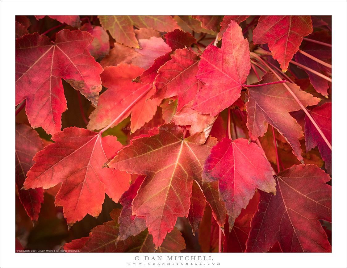 Red Leaves