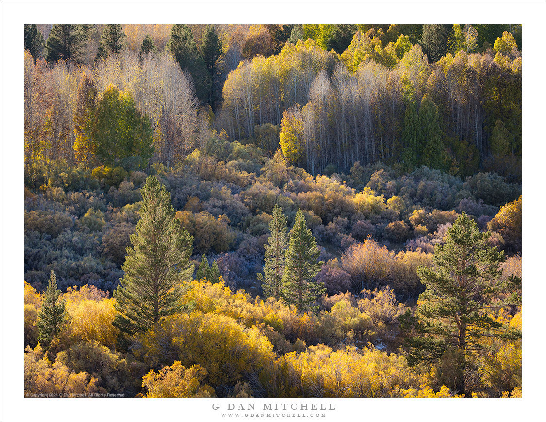 Desert Meets Forest, Autumn