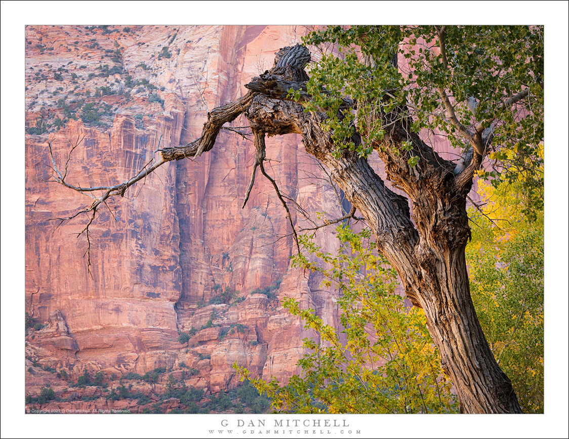 Old Cottonwood and Red Rock Cliffs