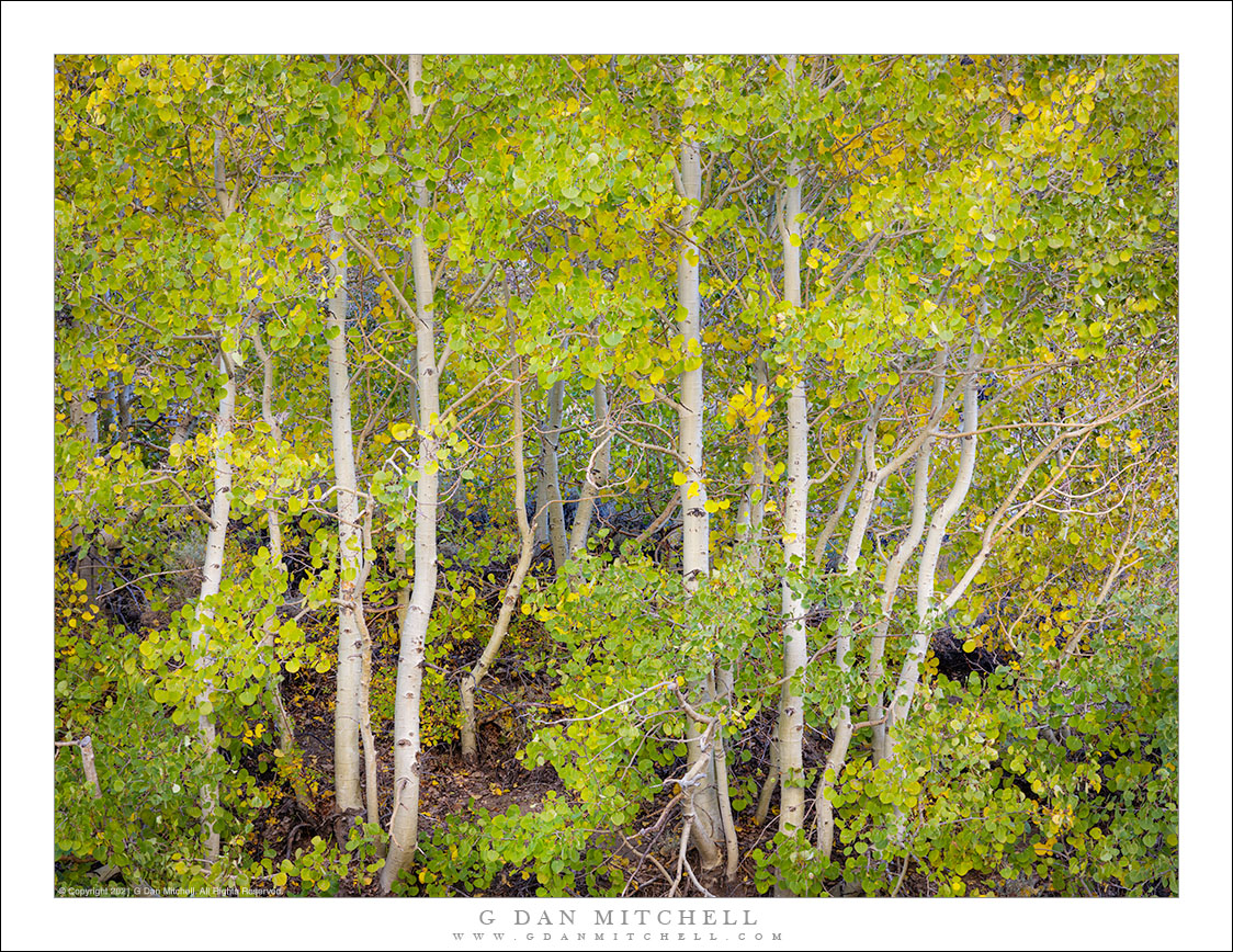 Early Autumn Aspen Grove