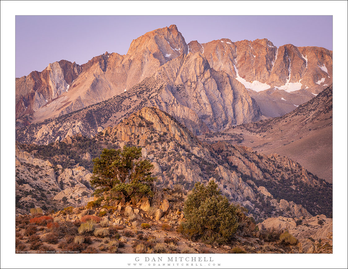 Junipers, Sierra Crest Before Sunrise