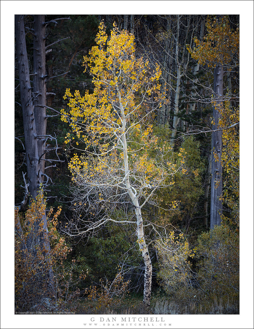 Solitary Aspen, Dark Forest