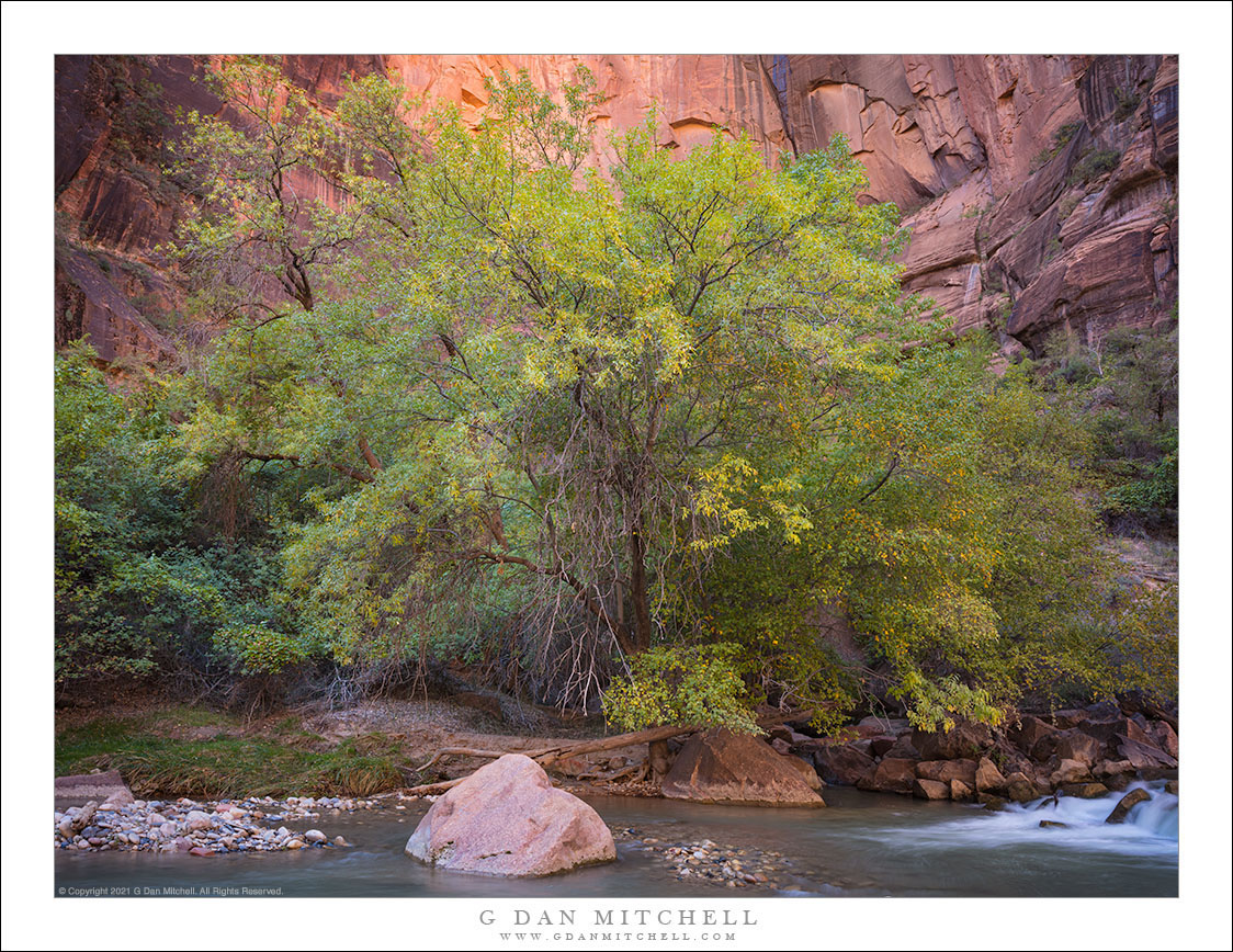 Streamside Trees, Red Rock Cliff