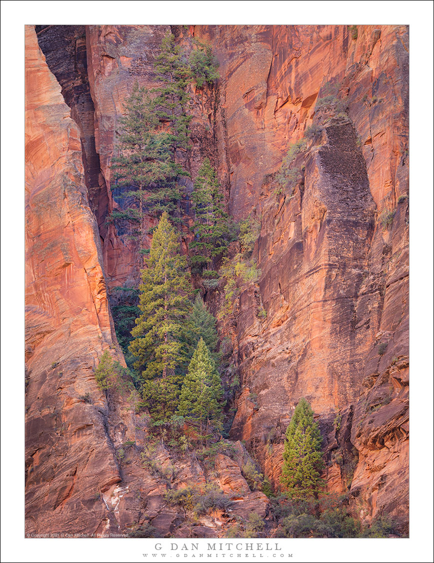 Trees on Sandstone Cliff