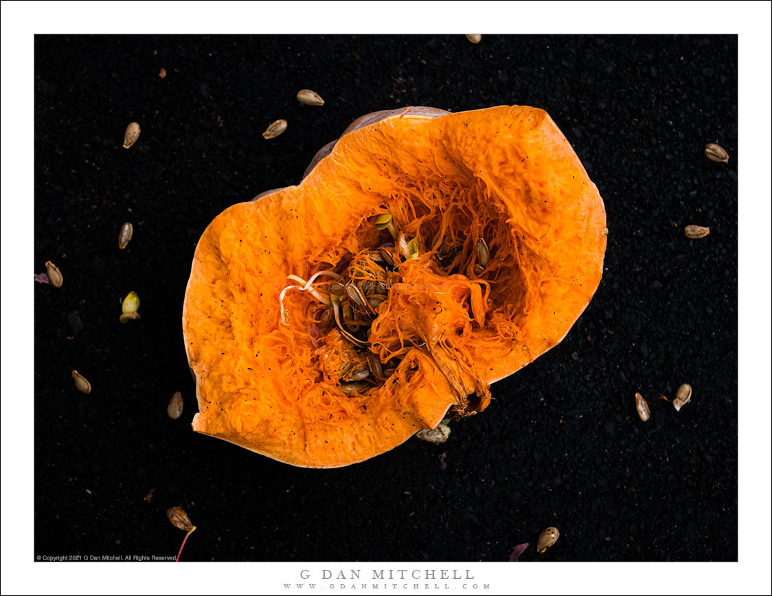 Pumpkin Universe