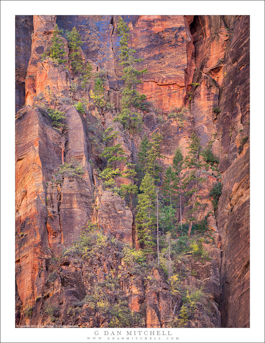 Trees on Red Rock Cliff