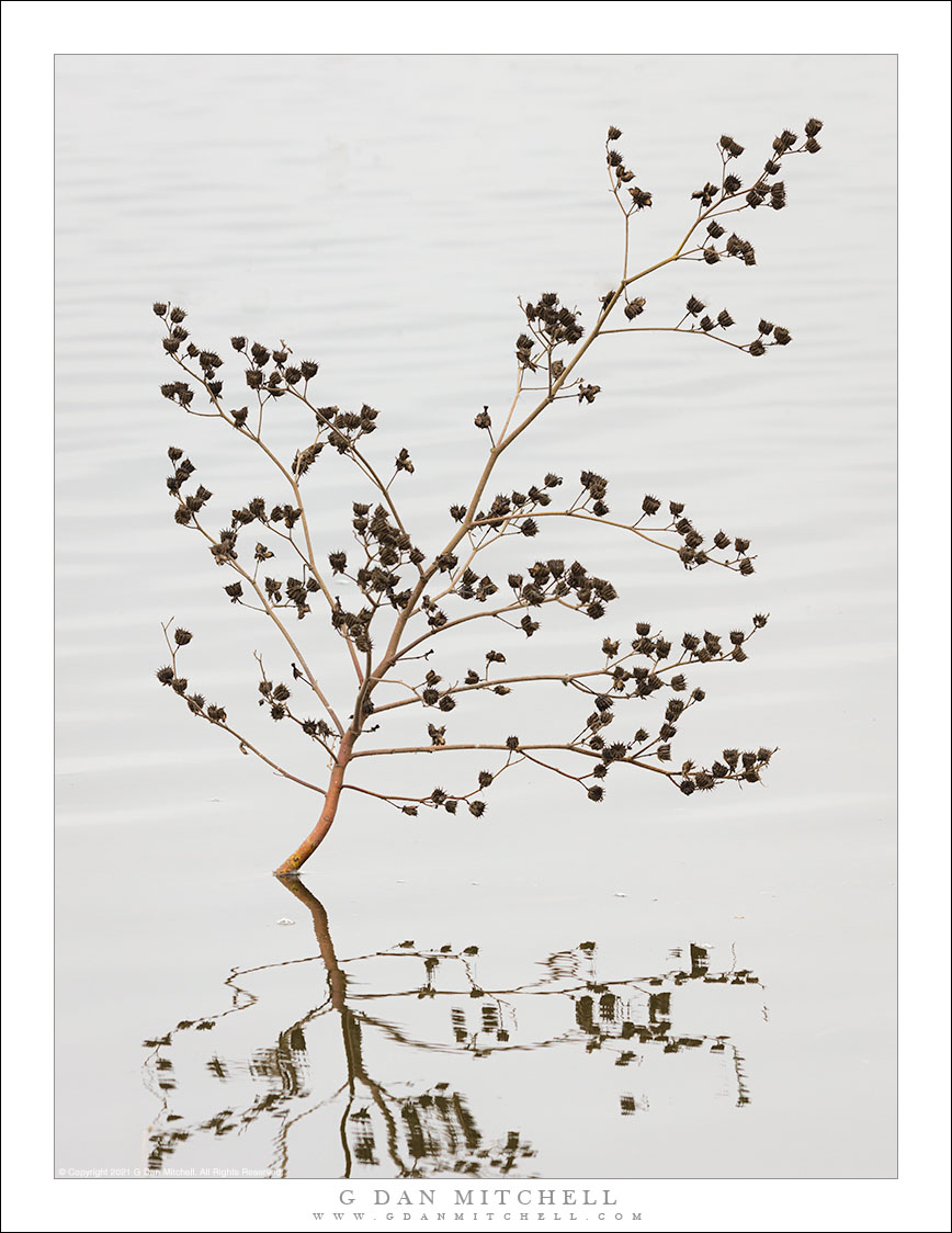 Autumn Plant, Reflections