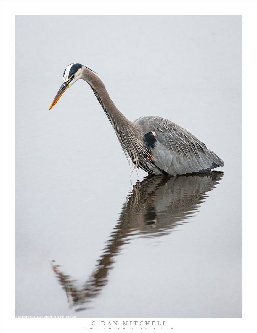 Great Blue Heron, Reflection