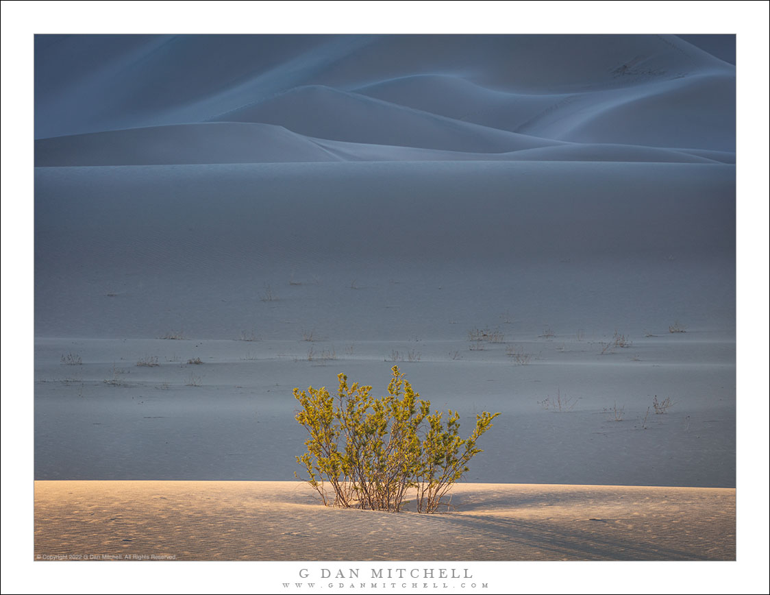 Creosote, Shadowed Dunes