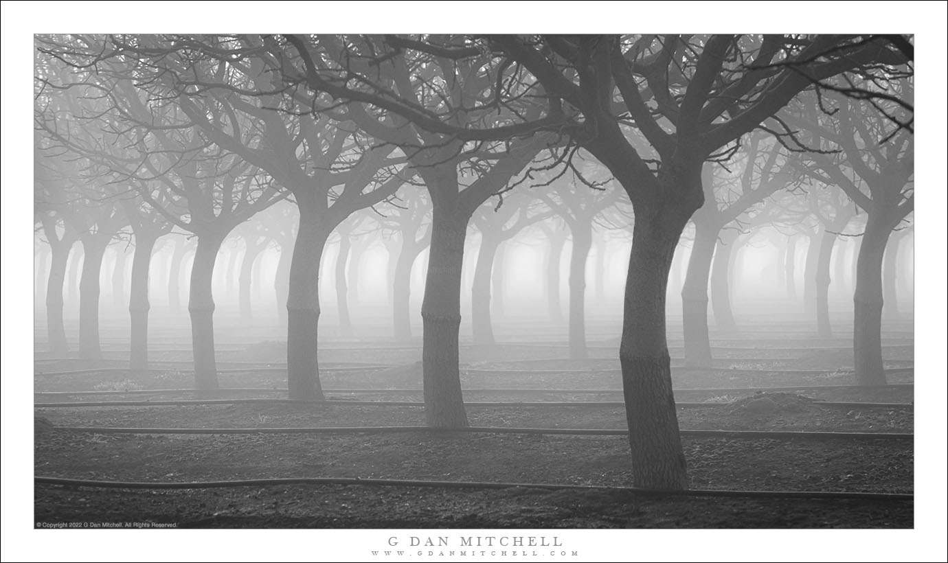 Dormant Trees and Fog