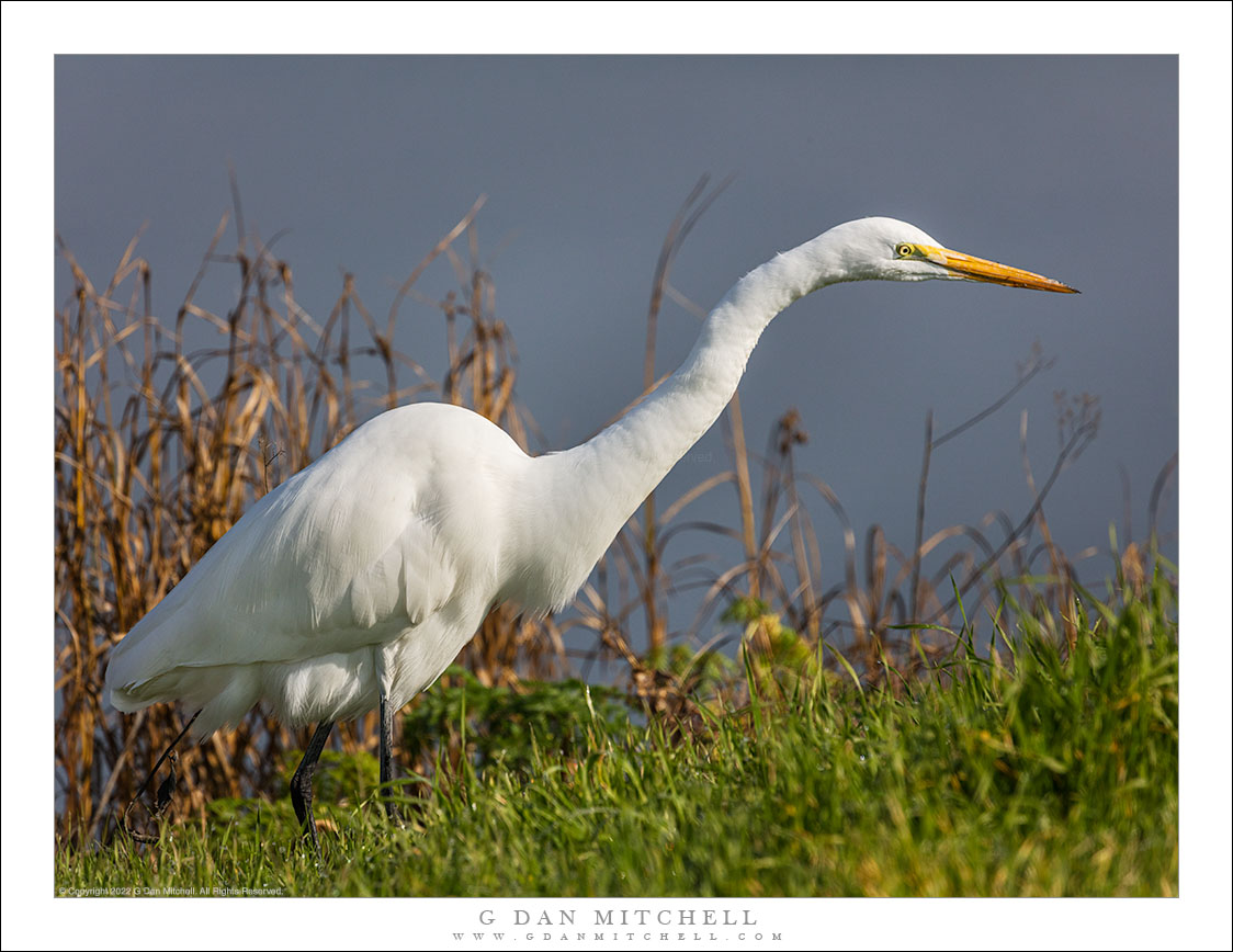 Egret on the Hunt