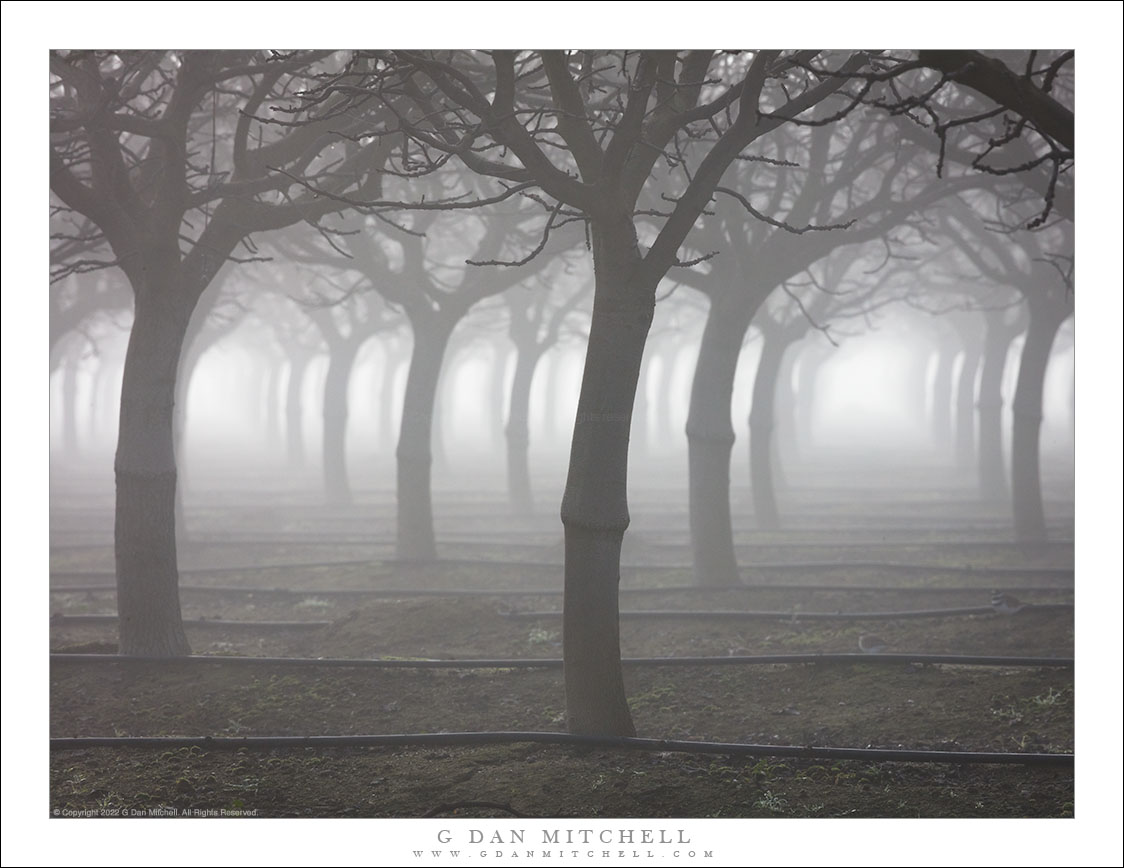 Orchard, Fog