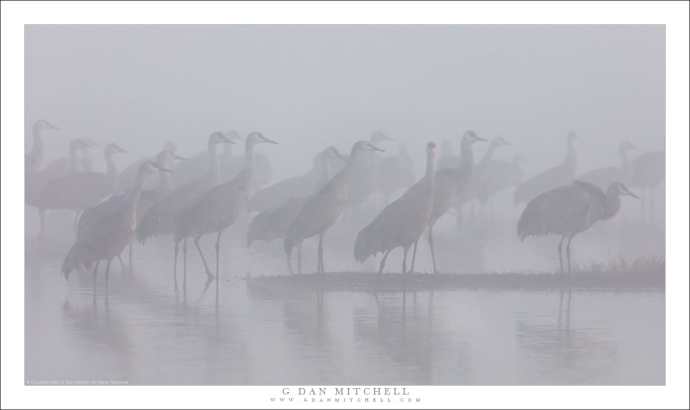 Cranes in Fog