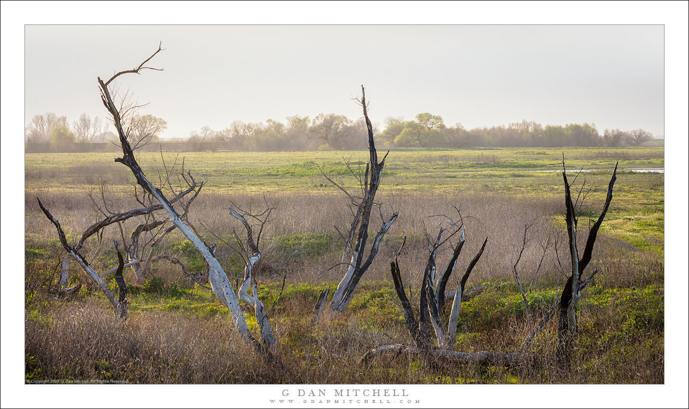 Snags, Late Winter Fog