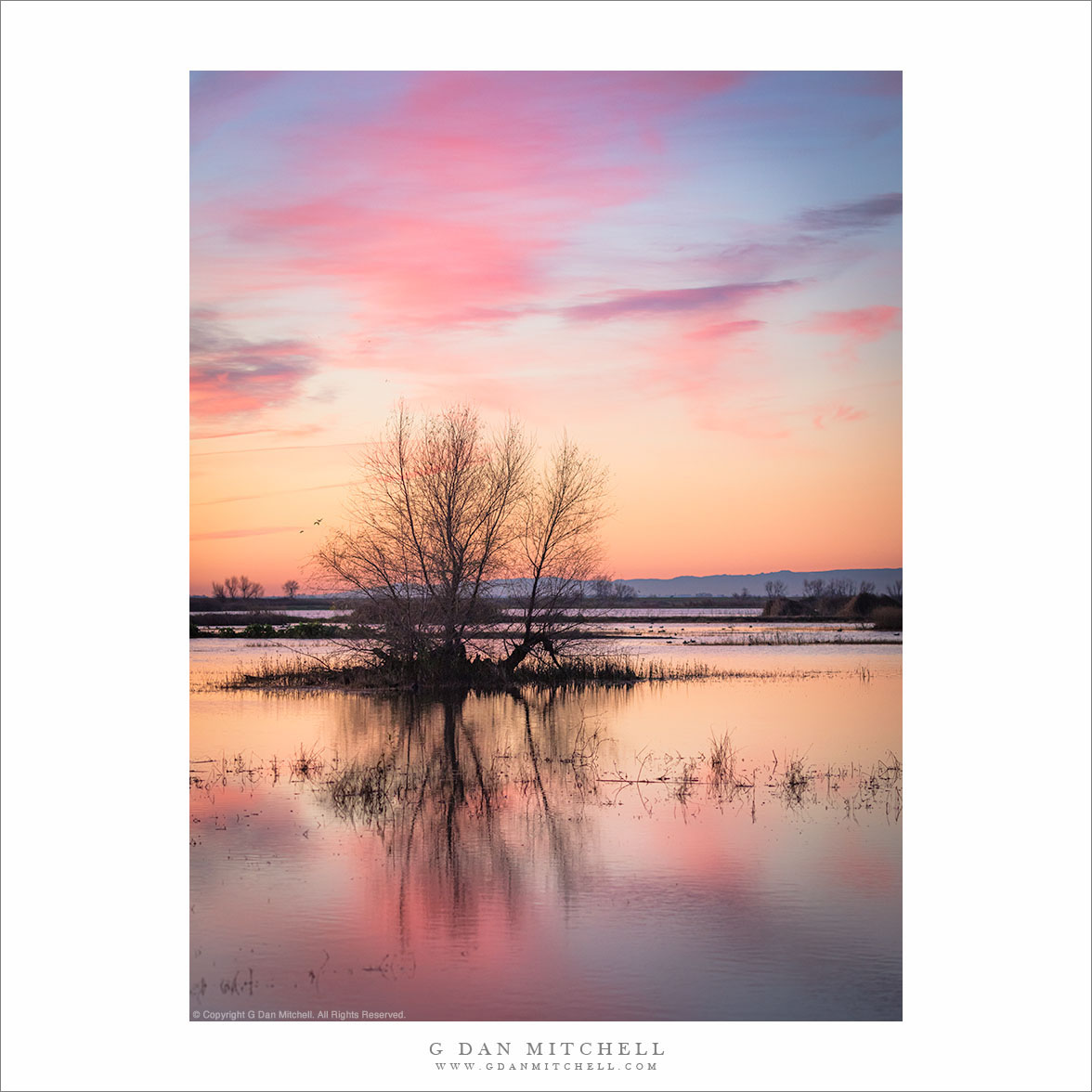 Wetland Reflections, Dawn