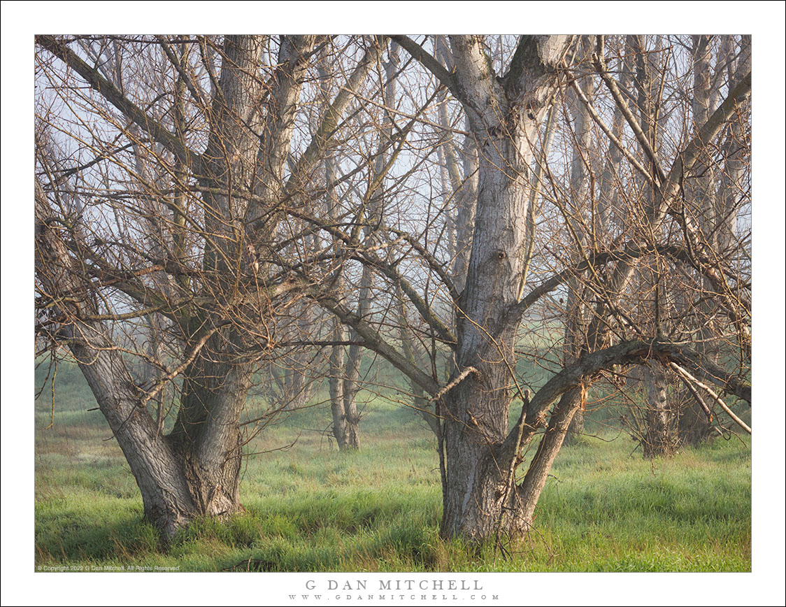 Winter Trees and Grass