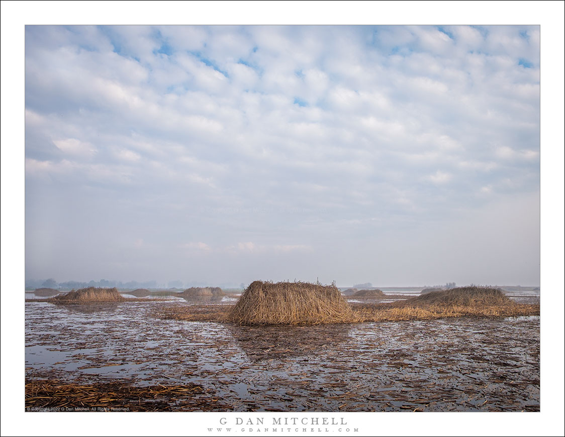 Winter Wetlands