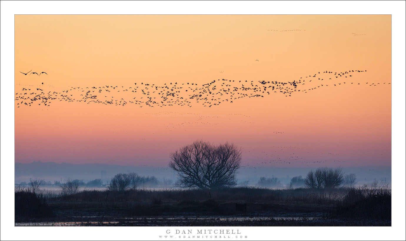 Geese, Before Sunrise