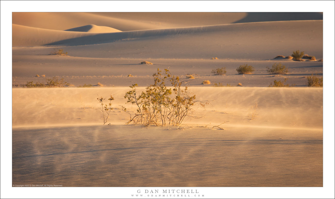 Creosote and Blowing Sand