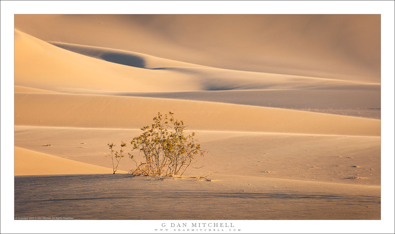 Creosote and Dunes, Evening Light