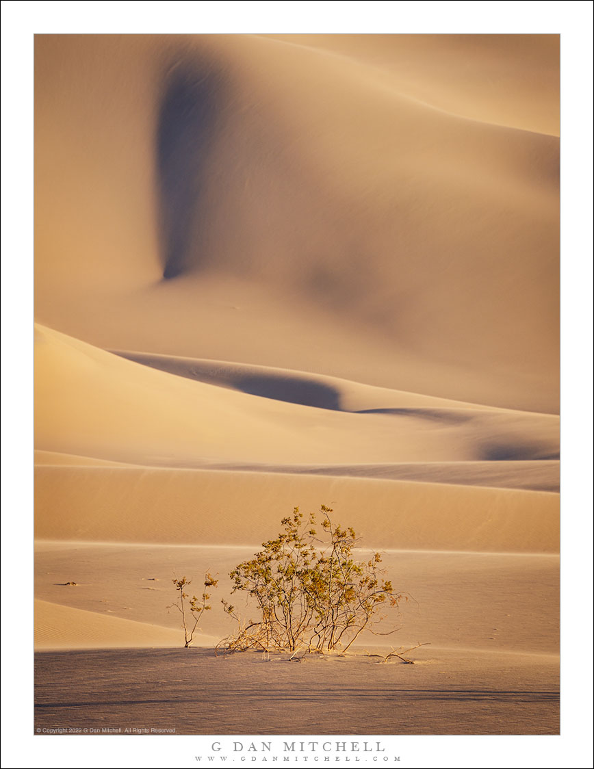 Creosote, Early Evening Light