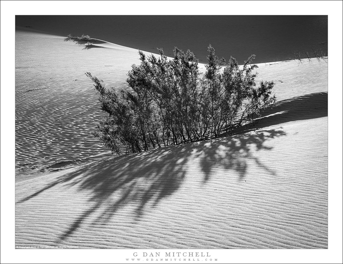 Creosote, Morning Light