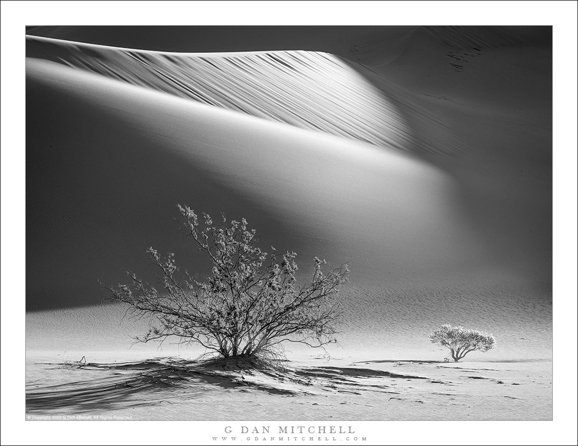 Dune Plants, Morning Light