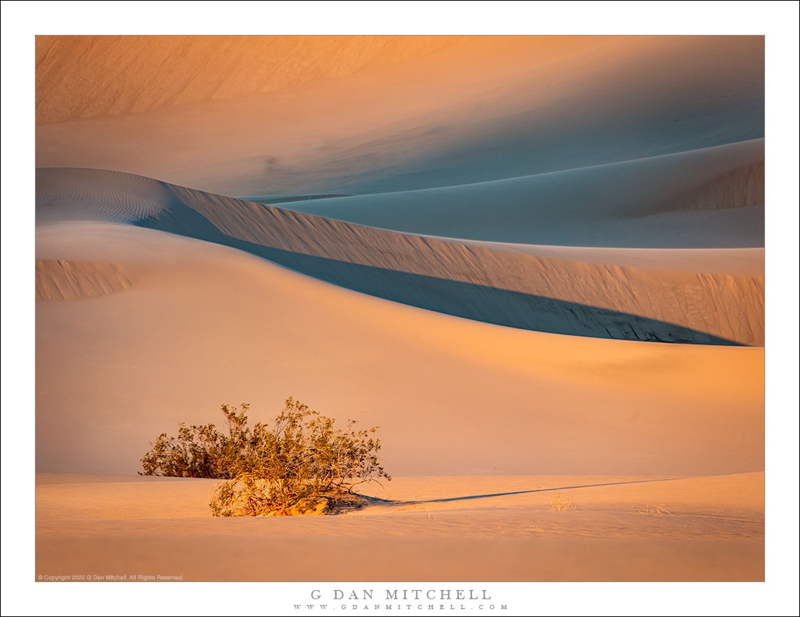 Creosote, Sunset Shadows