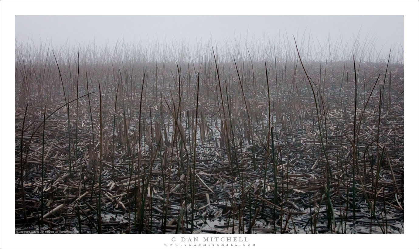 Tule Marsh, Fog