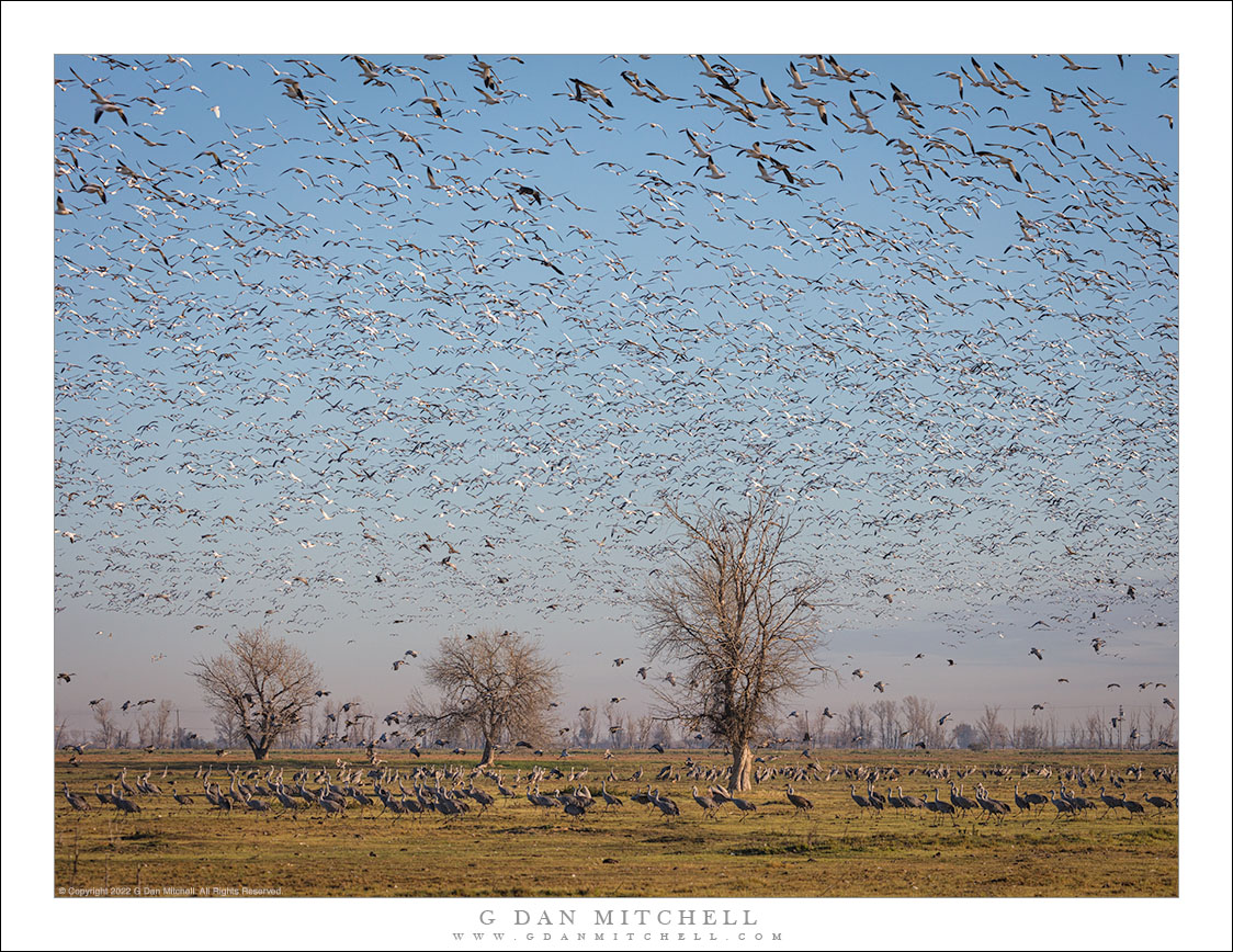 Bird-Filled Sky