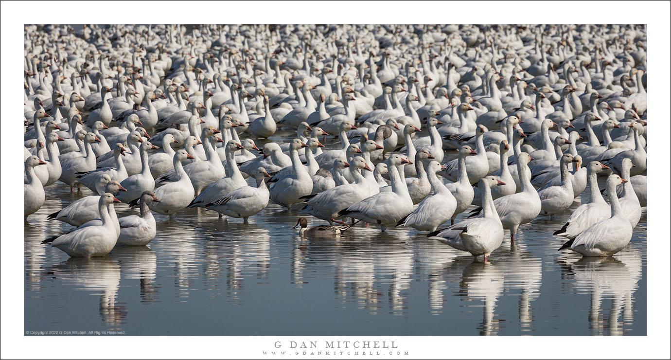 Edge of the Flock