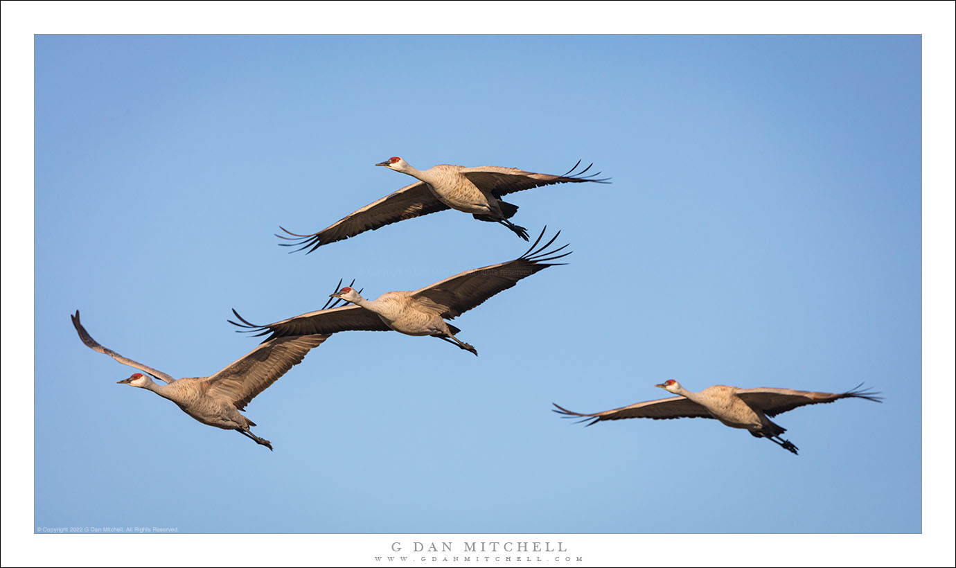 Four Cranes in Flight