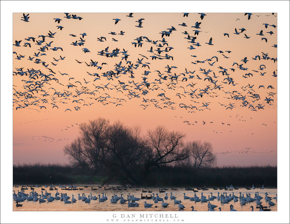 First Light, Winter Wetlands