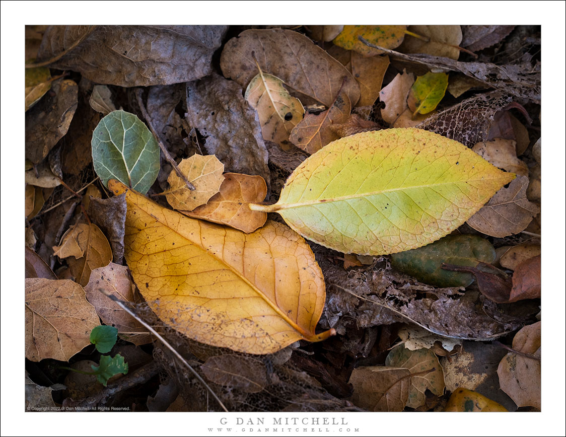 Hidden Leaves