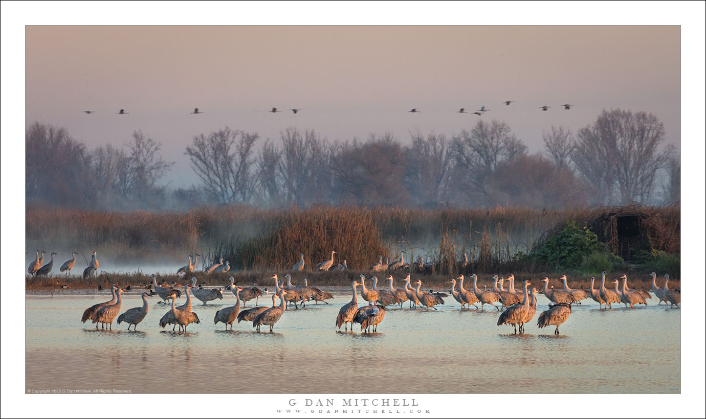 Cranes, First Light